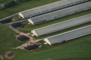 Industrial Poultry production. Lancaster County, PA.